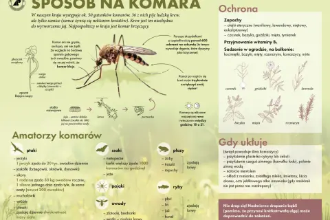 Komar kłuje, a nie gryzie. Ten owad, choć mały, potrafi być uciążliwy.