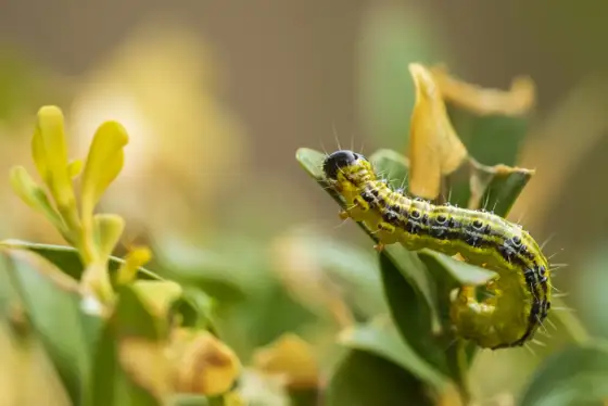 Ćma bukszpanowa - Kto ją zjada? Prawda o naturalnych wrogach