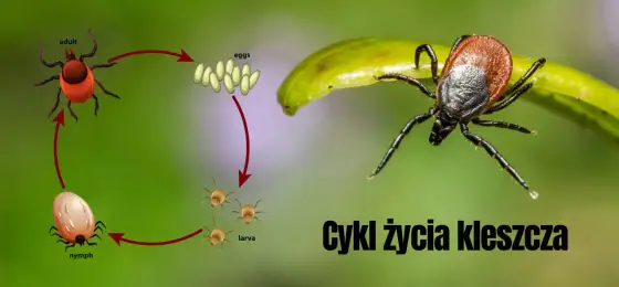 Samica kleszcza - jak rozpoznać, usunąć i zapobiegać?