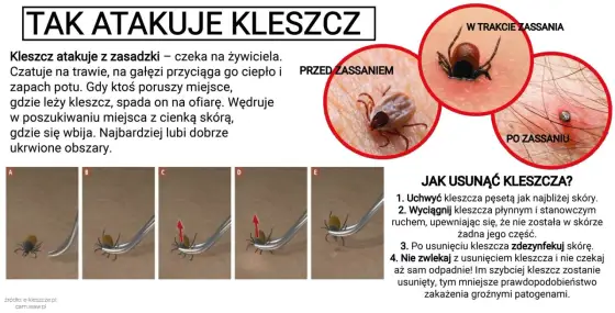 Kleszcz pospolity - Jak się chronić i co robić po ukłuciu?