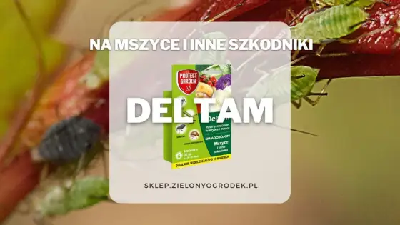 Deltam - jak poprawnie używać? Uniknij błędów!